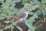 Northern Beardless-Tyrannulet